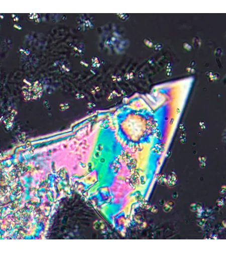 MAGUS Pol D800 Polarizing Digital Microscope