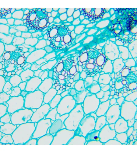 Biologinis mikroskopas MAGUS Bio 240B