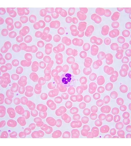 Biologinis mikroskopas MAGUS Bio 240B