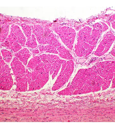 Bioloģiskais mikroskops MAGUS Bio 260T