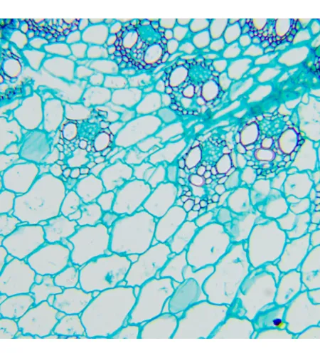 Bioloģiskais mikroskops MAGUS Bio 260T