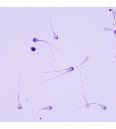 Bioloģiskais mikroskops MAGUS Bio 260T