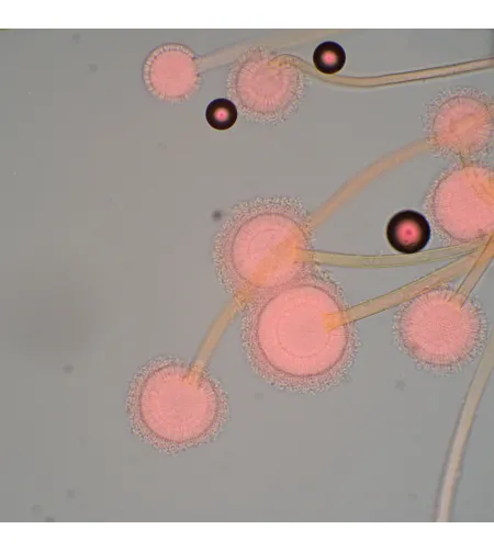 Bioloogiline mikroskoop MAGUS Bio 270T