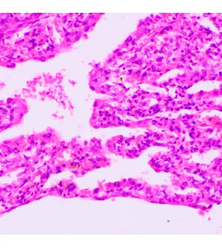 Bioloogiline mikroskoop MAGUS Bio 270T