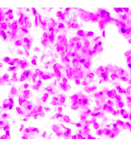 Bioloogiline mikroskoop MAGUS Bio 270T