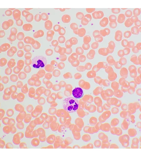 Bioloogiline mikroskoop MAGUS Bio 270T