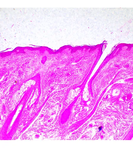 MAGUS Bio 290T biologinis mikroskopas
