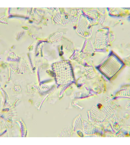 MAGUS Bio 290T biologinis mikroskopas