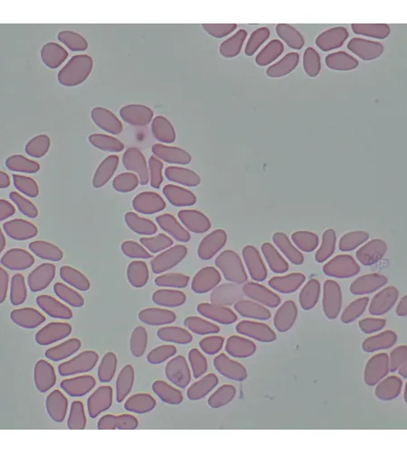 MAGUS Bio 290T biologinis mikroskopas