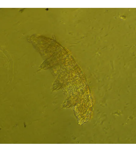 Bioloģiskais apgrieztais mikroskops MAGUS Bio V360