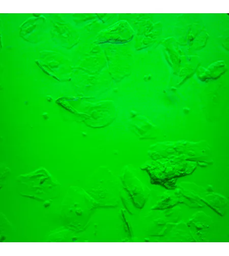 Bioloģiskais apgrieztais mikroskops MAGUS Bio V360