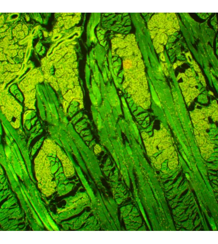 MAGUS Lum 450L fluorescences mikroskops