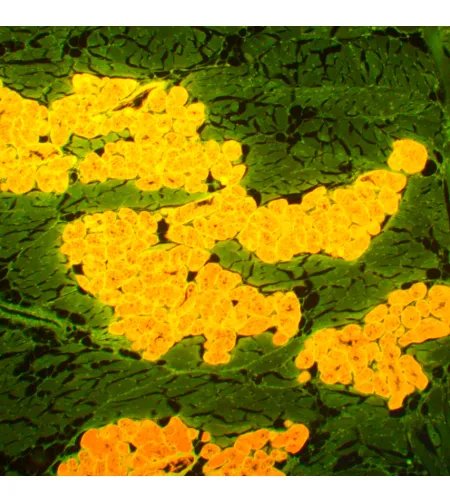 MAGUS Lum 450L fluorescences mikroskops