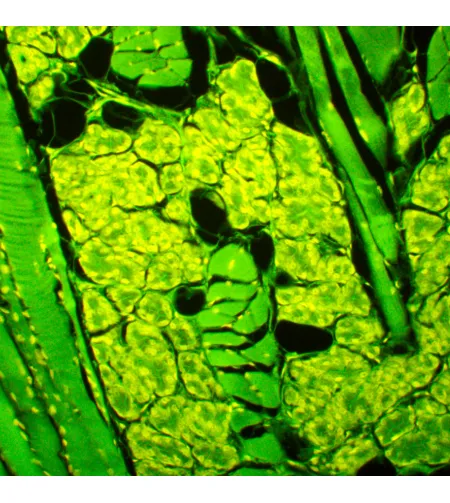 MAGUS Lum 450L fluorescences mikroskops
