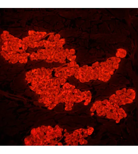 MAGUS Lum 450L fluorescences mikroskops