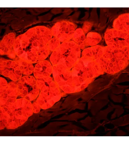 MAGUS Lum 450L fluorescences mikroskops