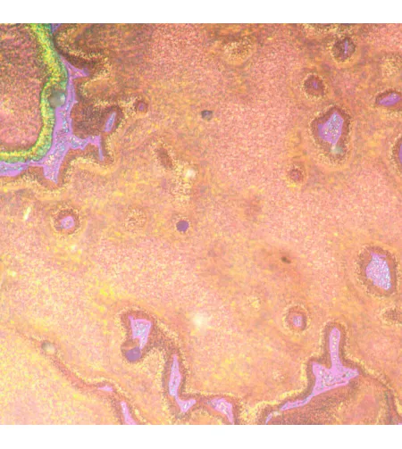 MAGUS Metal V790 DIC Metallurgical Inverted Microscope