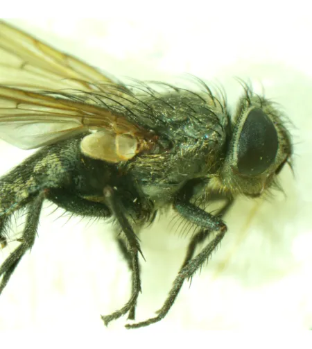 MAGUS Stereo A6 stereomikroskoop