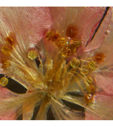 MAGUS Stereo A6 stereomikroskoop