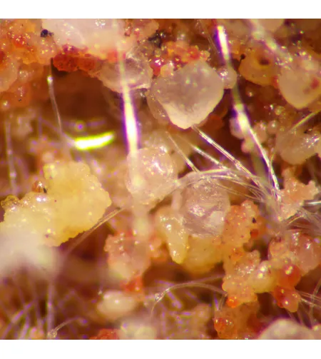 MAGUS Stereo A8 Stereomicroscope