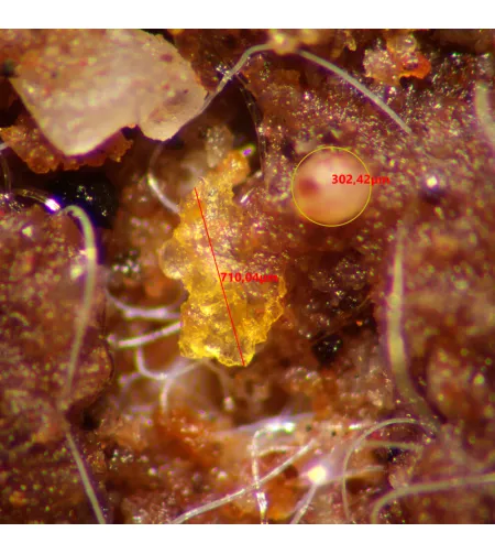 MAGUS Stereo A10 Stereomicroscope