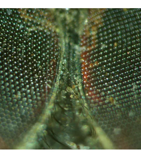 Stereoskopinis mikroskopas MAGUS Stereo A18T