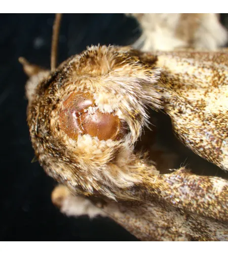 Stereoskopinis mikroskopas MAGUS Stereo A18T