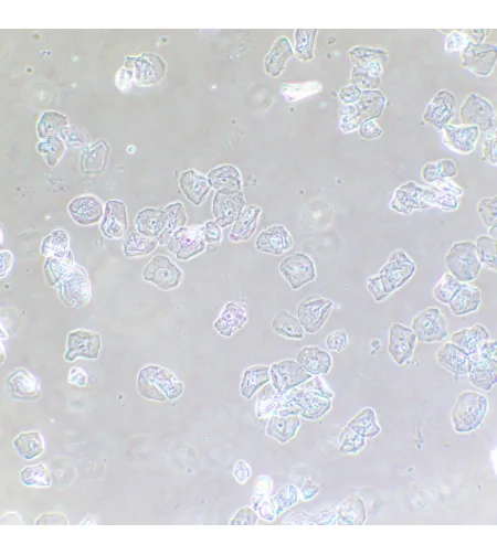 Фазово-контрастное устройство MAGUS SPH2