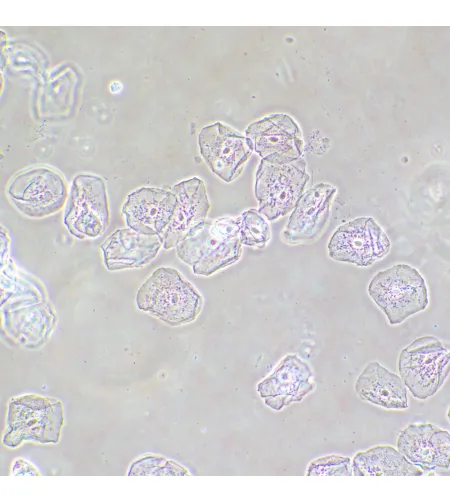 Фазово-контрастное устройство MAGUS SPH2