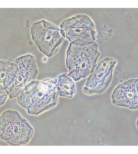 Фазово-контрастное устройство MAGUS SPH2