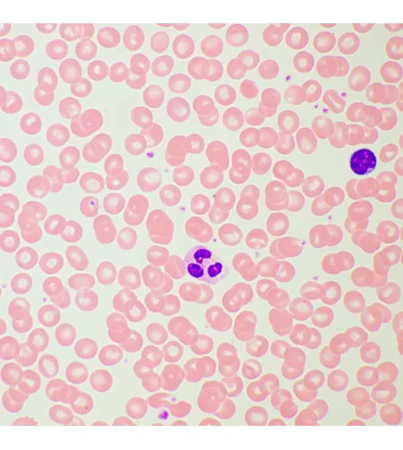 MAGUS Bio D260T LCD biologinis skaitmeninis mikroskopas