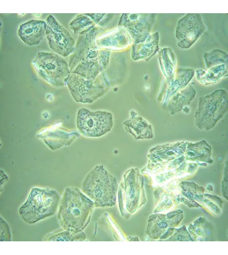 MAGUS Bio VD360 bioloģiskais invertētais digitālais mikroskops