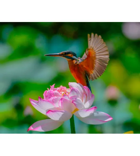 Levenhuk Kelvin MAK60 mini AZ Phototelescope