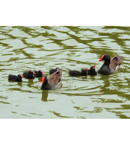 Levenhuk Kelvin MAK60 mini AZ Phototelescope