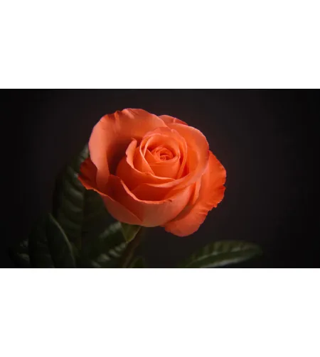 Levenhuk Kelvin MAK60 mini AZ Phototelescope