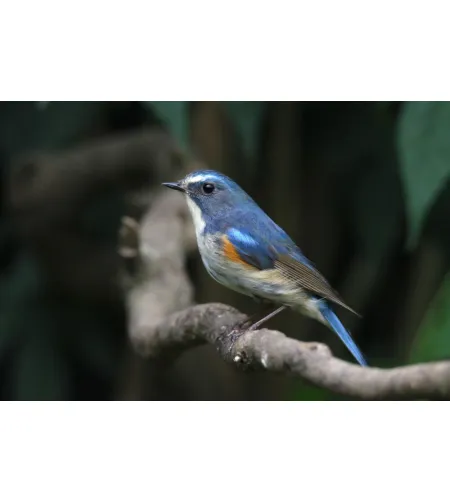 Фототелескоп Levenhuk Kelvin MAK80 AZ