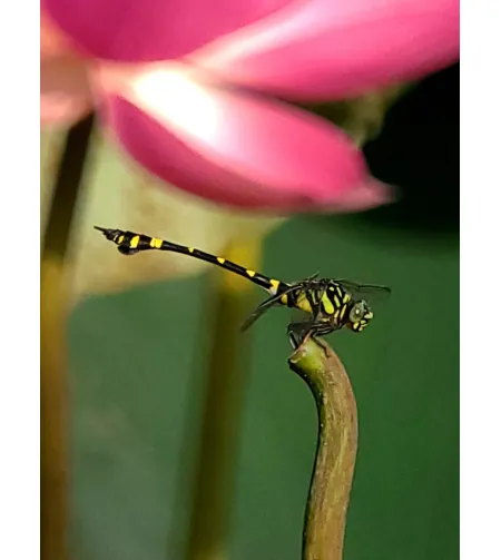 Фототелескоп Levenhuk Kelvin MAK80 AZ