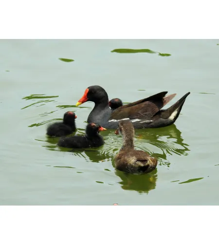 Фототелескоп Levenhuk Kelvin MAK80 AZ