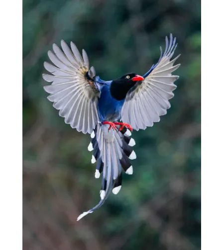 Фототелескоп Levenhuk Kelvin MAK90 AZ GOTO Wi-Fi