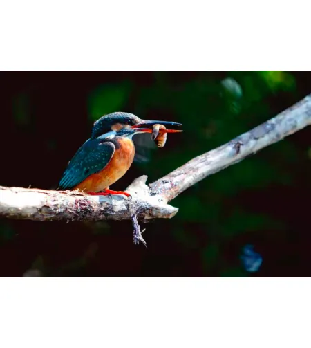 Фототелескоп Levenhuk Kelvin MAK90 AZ GOTO Wi-Fi