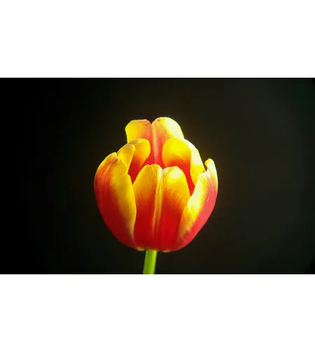 Фототелескоп Levenhuk Kelvin MAK90 AZ GOTO Wi-Fi