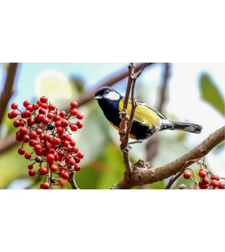 Фототелескоп Levenhuk Kelvin MAK127 AZ GOTO Wi-Fi