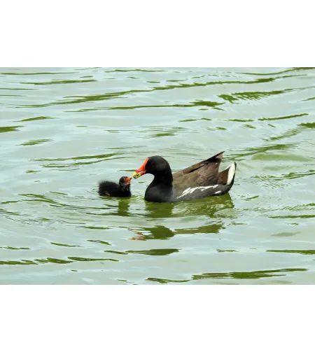 Фототелескоп Levenhuk Kelvin MAK127 AZ GOTO Wi-Fi