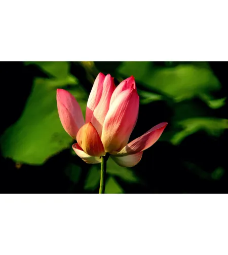 Фототелескоп Levenhuk Kelvin MAK127 AZ GOTO Wi-Fi