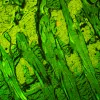 MAGUS Lum D450L Fluorescence Digital Microscope