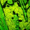 MAGUS Lum D450L Fluorescence Digital Microscope
