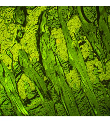 MAGUS Lum D460L Fluorescence Digital Microscope