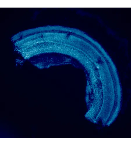 MAGUS Lum D460L Fluorescence Digital Microscope