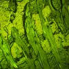 MAGUS Lum D460L LCD Fluorescence Digital Microscope