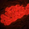 MAGUS Lum D460L LCD Fluorescence Digital Microscope